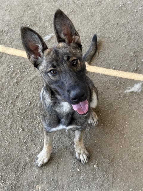 Xena - German Shepherd Dog