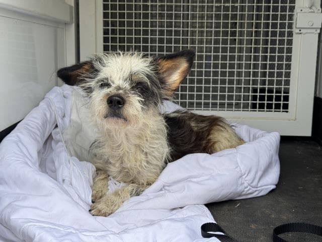 Fido - Terrier