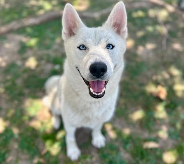 Snowy - Siberian Husky