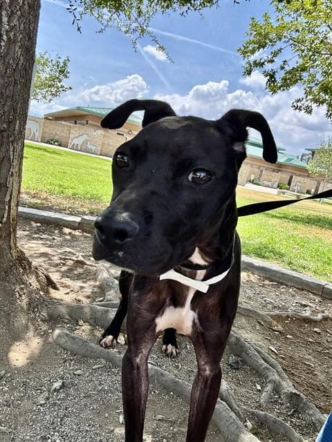Jojo - Pit Bull Terrier