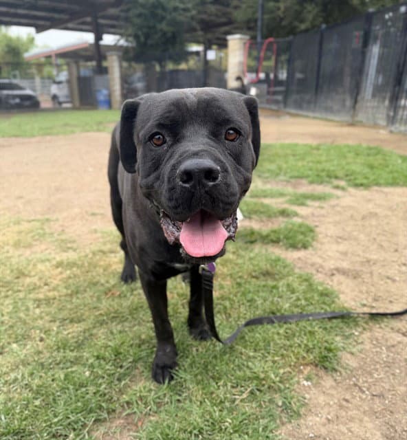 Stone - Cane Corso Mastiff