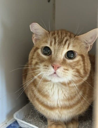 Tang - Domestic Short Hair