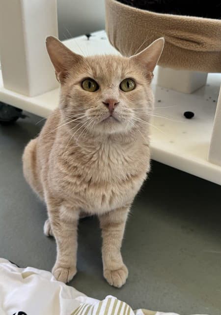 Orange - Domestic Short Hair