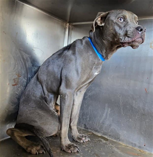 Punch - Pit Bull Terrier