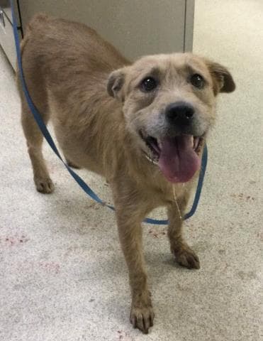 Buttercup - Terrier
