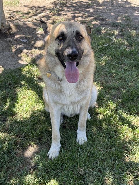 Pringle - German Shepherd Dog