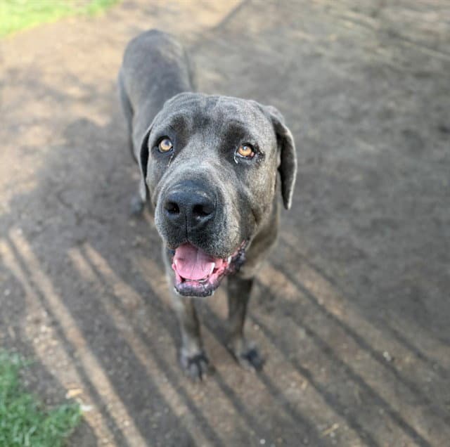 Starby - Mastiff