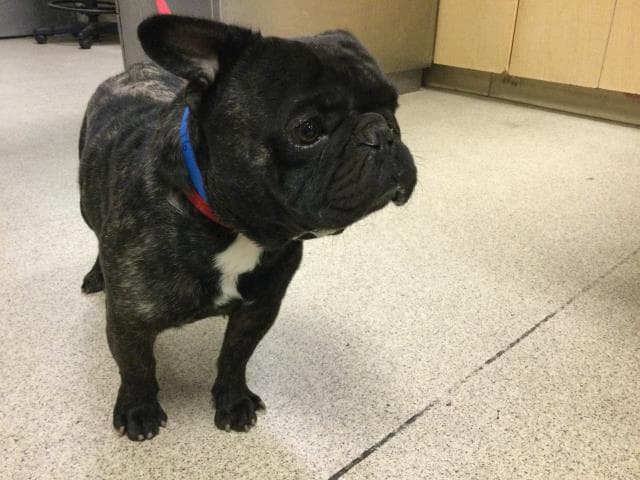 Chico - French Bulldog