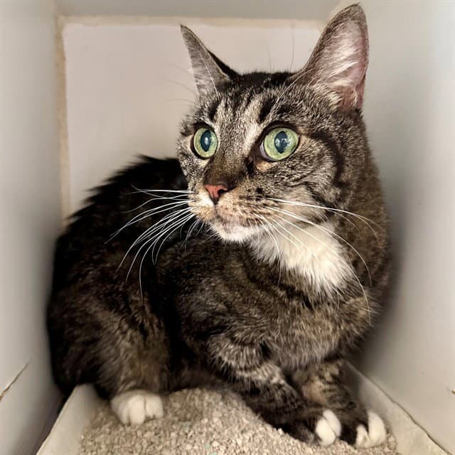 Bonnie - Domestic Short Hair