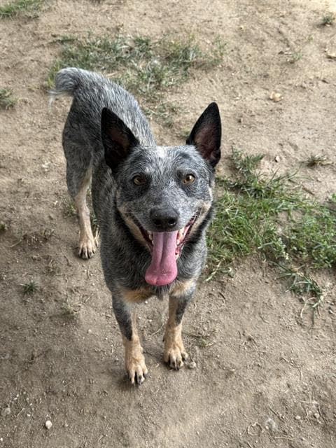 Elvis - Australian Cattle Dog/Blue Heeler