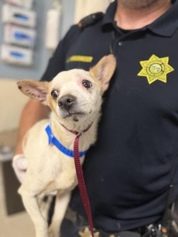 Stewart - Chihuahua