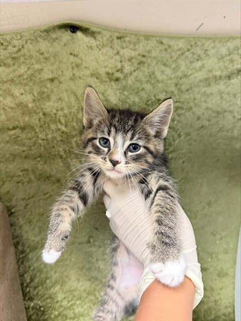 Tim - Domestic Short Hair