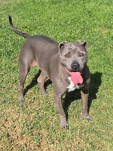 Capri Sun - Pit Bull Terrier