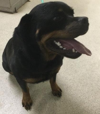 Rory - Rottweiler