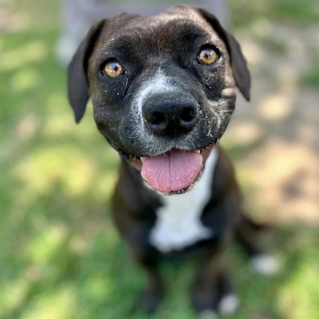 Strawberry - Pit Bull Terrier