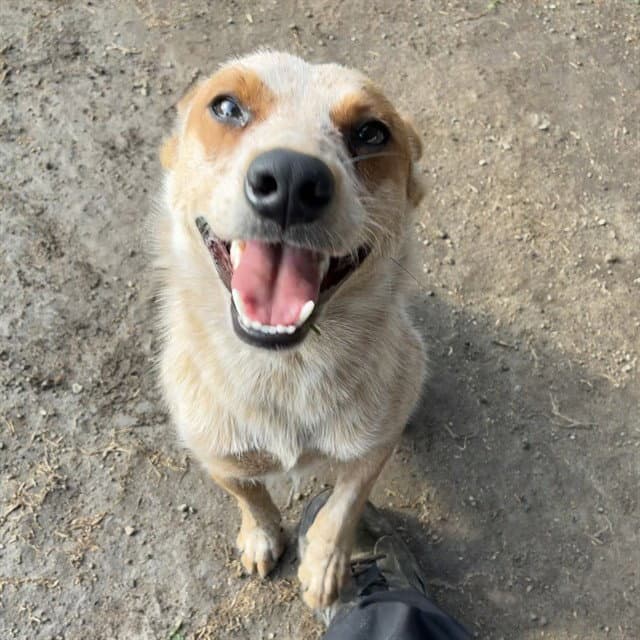 Blossom - Australian Cattle Dog/Blue Heeler