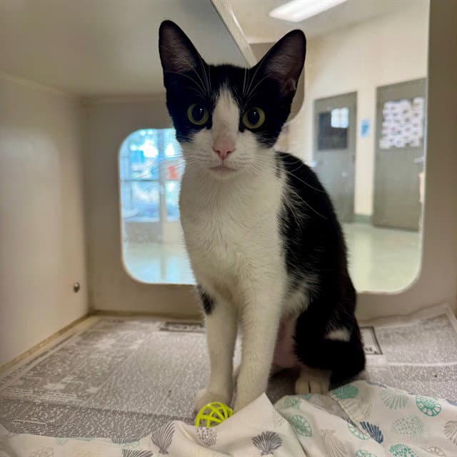 Bebee - Domestic Short Hair