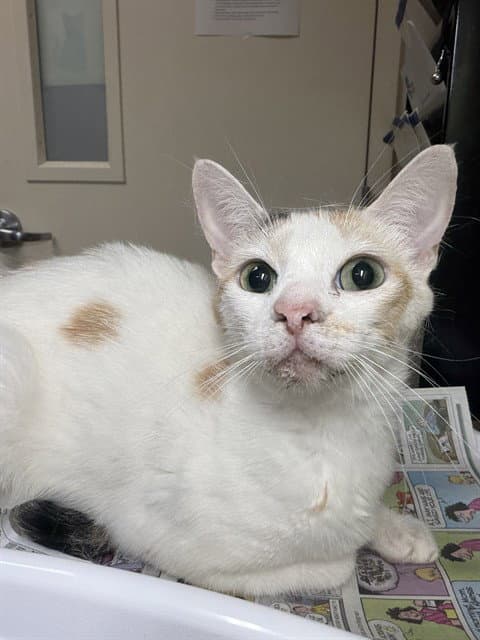 Penny - Domestic Short Hair