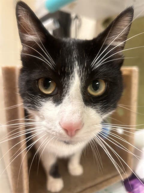 Dodger - Domestic Short Hair