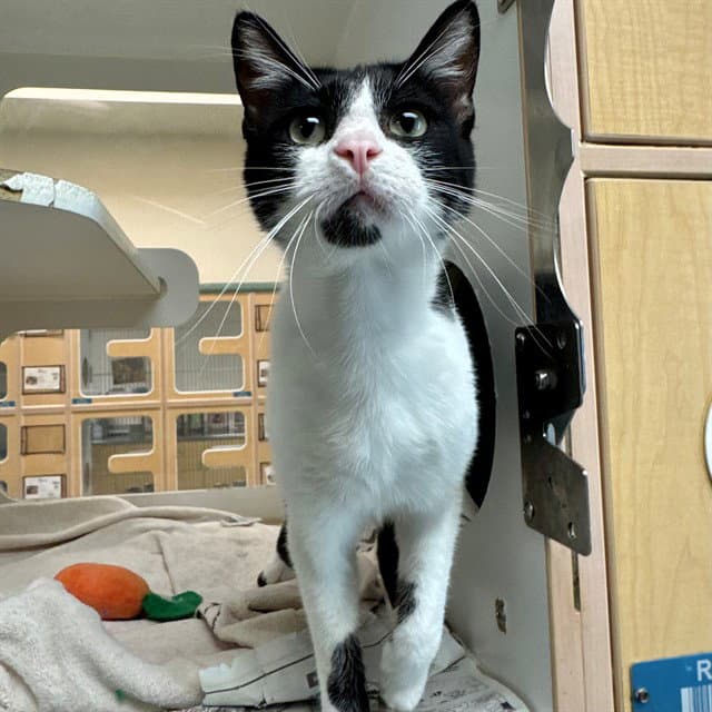 Dodger - Domestic Short Hair
