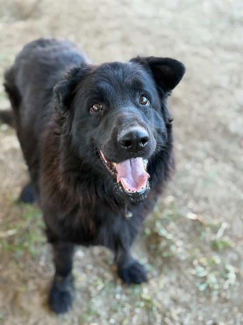 Zorra - Flat-coated Retriever