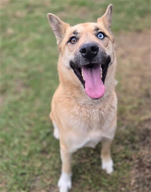Tiff - Akita