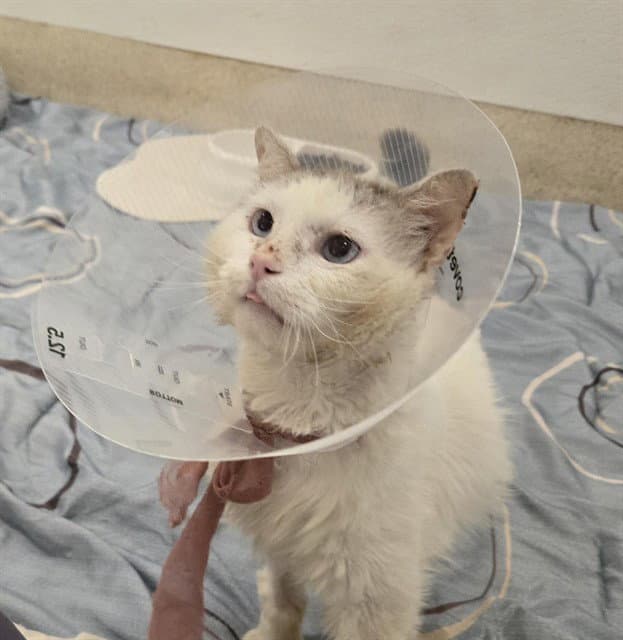 Scrump - Domestic Short Hair