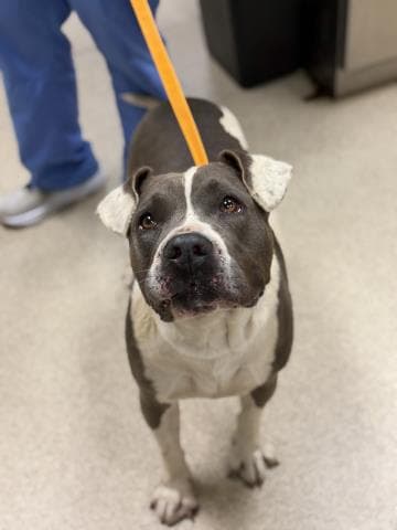 Helena - Pit Bull Terrier