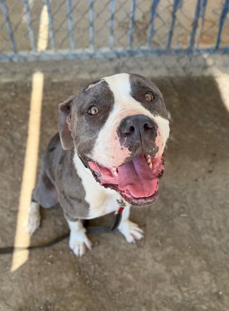 Bella - Pit Bull Terrier
