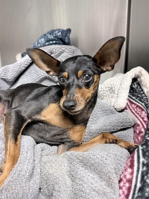 Mimi - Doberman Pinscher