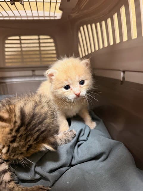 Unknown - Domestic Short Hair