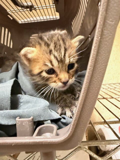 Unknown - Domestic Short Hair