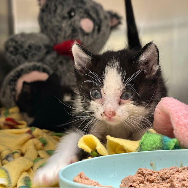 Deedee - Domestic Short Hair