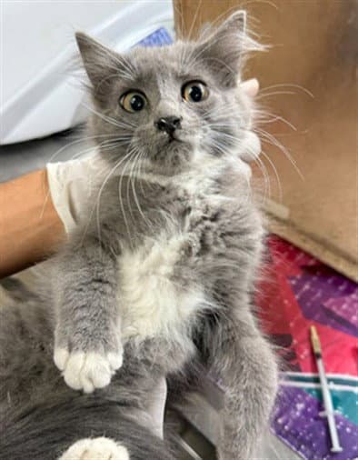 Burger - Domestic Long Hair