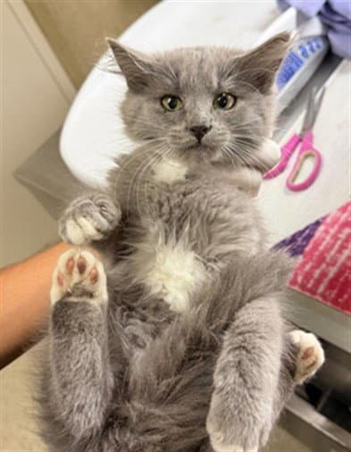 Lebron - Domestic Long Hair