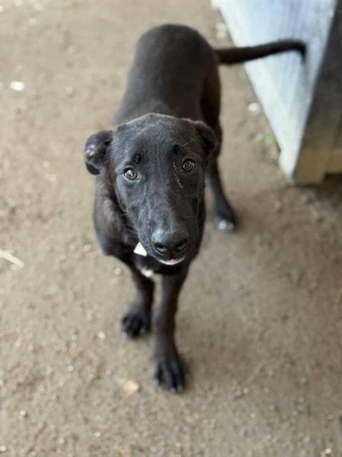 Marlene - Labrador Retriever