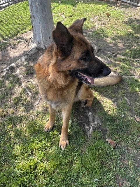 Alfred - German Shepherd Dog