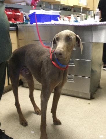 Brownie - Doberman Pinscher
