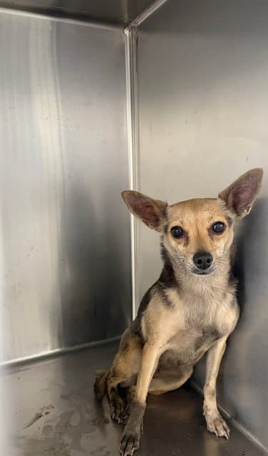 Stella - Chihuahua