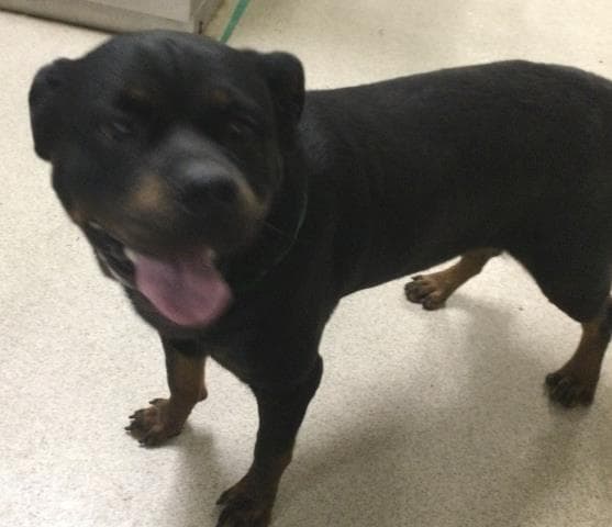 Lorelai - Rottweiler