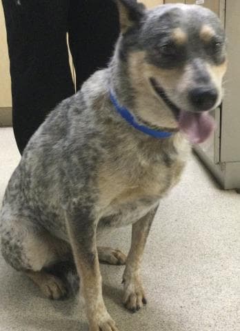 Sprout - Queensland Heeler