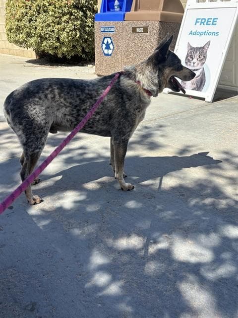 Sprout - Queensland Heeler