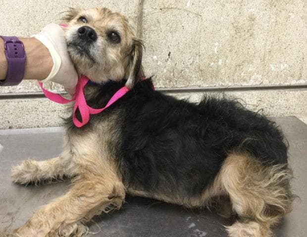 Magnus - Terrier