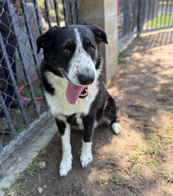 Tucker - Australian Cattle Dog/Blue Heeler