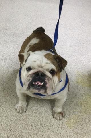 Luiz - English Bulldog
