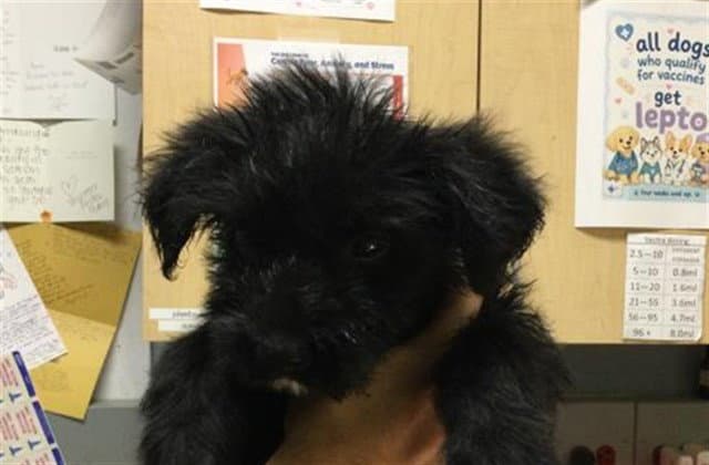 Paprika - Poodle (Standard)
