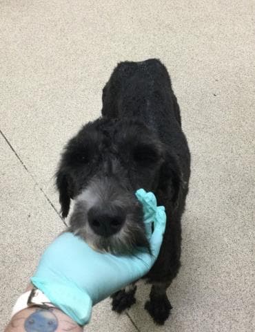 Matilda - Poodle (Standard)