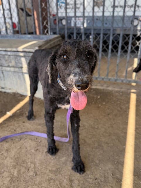 Matilda - Poodle (Standard)