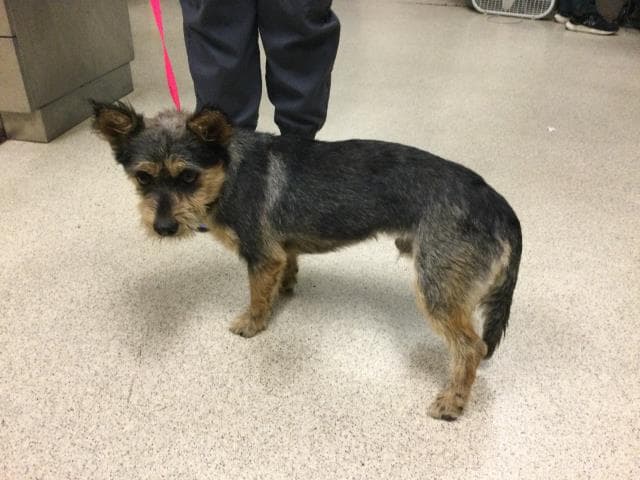Valor - Terrier