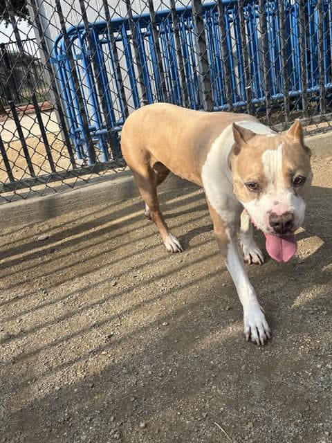 Cash - Pit Bull Terrier